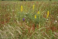 2003-04-15-005-Lupin-yellow