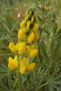 2003-04-15-006-Lupin-yellow