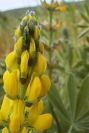 2003-04-15-007-Lupin-yellow