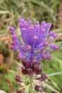 2003-04-15-008-Muscari