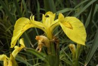 2003-04-15-012-Iris-yellow-in-river