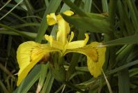 2003-04-15-013-Iris-yellow-in-river