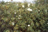 2003-04-15-016-Cistus-maculata