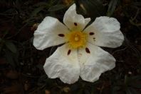 2003-04-15-017-Cistus-maculata