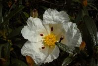 2003-04-15-018-Cistus-maculata