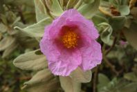 2003-04-15-021-Cistus-saged-leafed