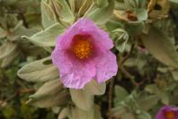 2003-04-15-022-Cistus-saged-leafed