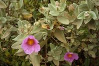 2003-04-15-023-Cistus-saged-leafed