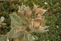 2003-04-15-024-Cistus-saged-leafed