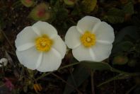 2003-04-15-025-Cistus