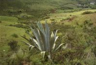 2003-04-15-029-Agave-americana