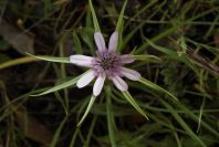 2003-04-15-031-Tragopogon