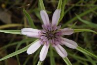 2003-04-15-032-Tragopogon