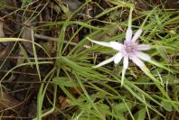 2003-04-15-033-Tragopogon-leaves