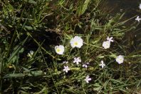 2003-04-15-052-Water-meadow-plants