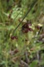 2003-04-15-058-Quaking-grass