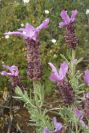 2003-04-15-059-Lavandula-tall