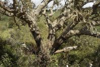 2003-04-15-061-Cork-oak