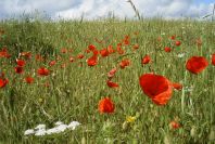 2003-04-15-064-Poppy-meadow