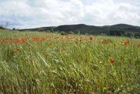 2003-04-15-065-Poppy-meadow