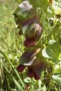 2003-04-15-068-Cerinthe