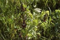 2003-04-15-069-Cerinthe