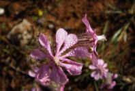 2003-04-17-002-Silene