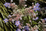 2003-04-17-009-Borago-officinalis