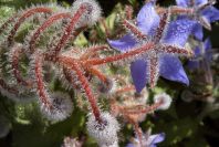 2003-04-17-010-Borago-officinalis