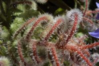 2003-04-17-011-Borago-officinalis