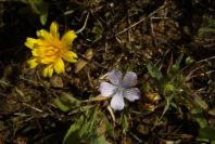 2003-04-17-031-flax-blue