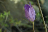 2003-04-17-034-campanula-rare