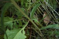 2003-04-17-035-campanula-rare-leaves