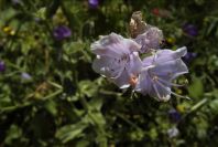 2003-04-17-043-borago-officinalis-pale-blue