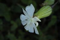 2003-04-17-044-Campion-bladder-white