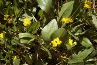 2003-04-17-053-Pea-on-unusual-leaves