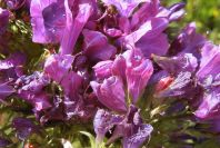 2003-04-17-057-Borago-officinalis-gone-mad