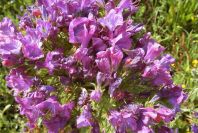 2003-04-17-058-Borago-officinalis-gone-mad