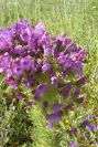 2003-04-17-059-Borago-officinalis-gone-mad