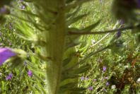 2003-04-17-061-Borago-officinalis-gone-mad-stem