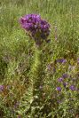 2003-04-17-062-Borago-officinalis-gone-mad