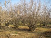 2009-02-19-006-Hazel-Nut-Orchard