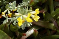 2003-04-14-008-Medicago-marina