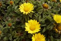 2003-04-14-010-Asteriscus-maritimus