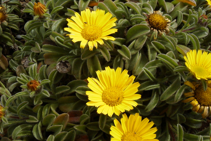 2003-04-14-010-Asteriscus-maritimus