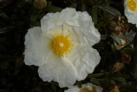 2003-04-14-011-Cistus-ladaniferus
