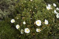 2003-04-14-012-Cistus-ladaniferus