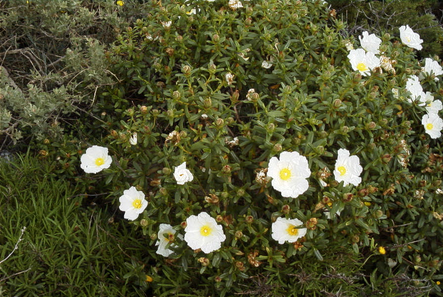 2003-04-14-012-Cistus-ladaniferus