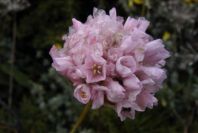 2003-04-14-013-Armeria-maritima