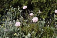 2003-04-14-014-Armeria-maritima